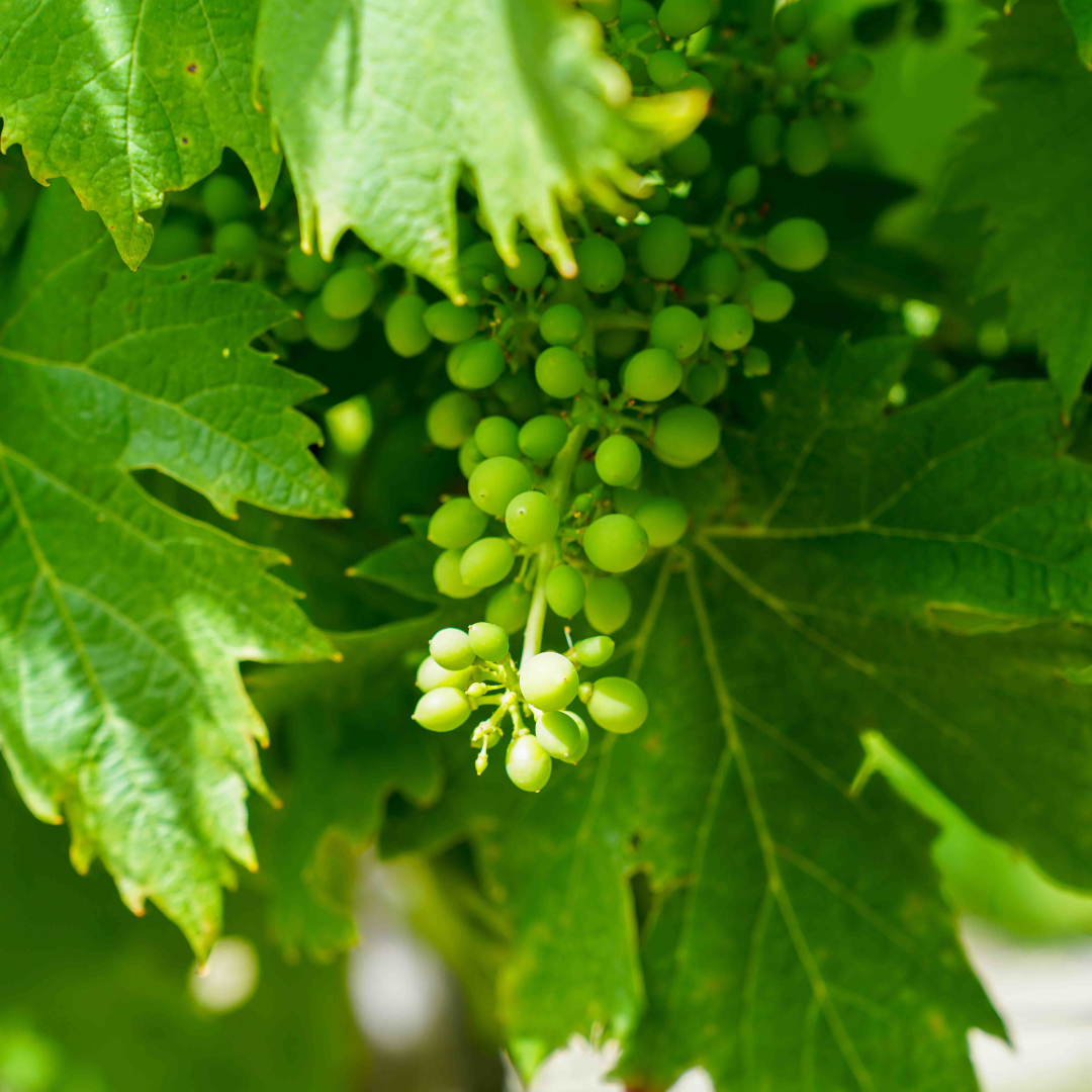 Carignan, Syrah, Grenache, Mourvèdre : les 4 cépages du Minervois expliqués