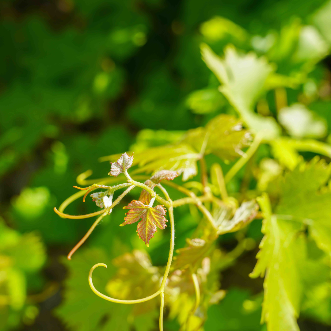 Vin bio en Languedoc : 7 choses à savoir avant d'acheter une bouteille