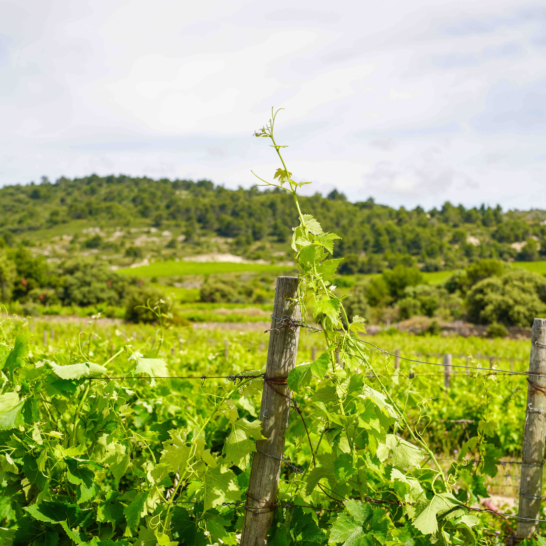 Languedoc, Minervois, La Livinière : les 3 AOP du Château Mignan