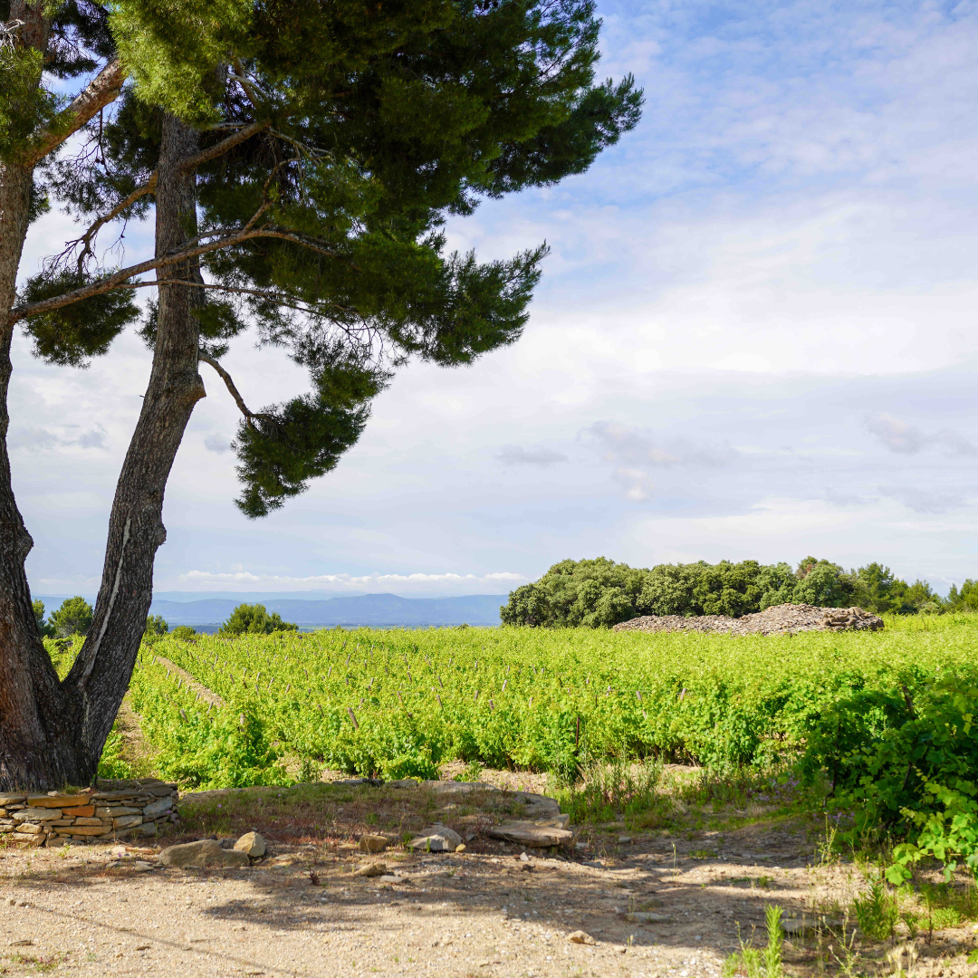 AOP La Livinière : guide complet du premier cru rouge du Languedoc