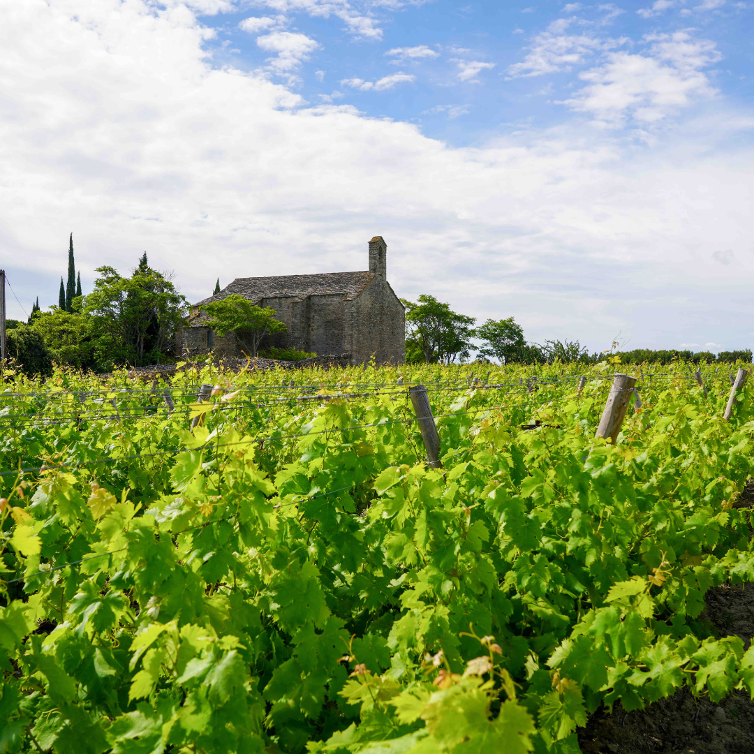 Visiter un domaine viticole en Minervois : le guide du séjour œnotouristique